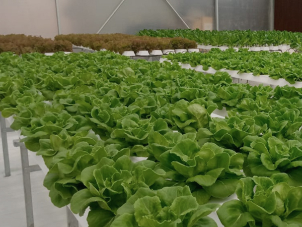 Hydroponics/Aeroponics Research Greenhouse