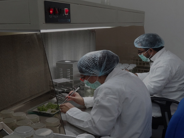 Tissue Culture Plant Production Facility