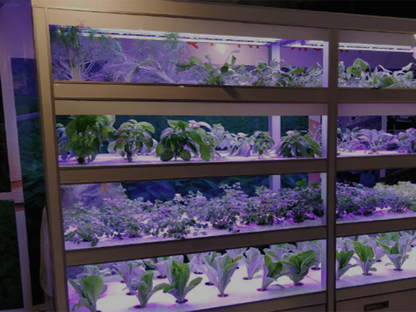 Vertical Farming