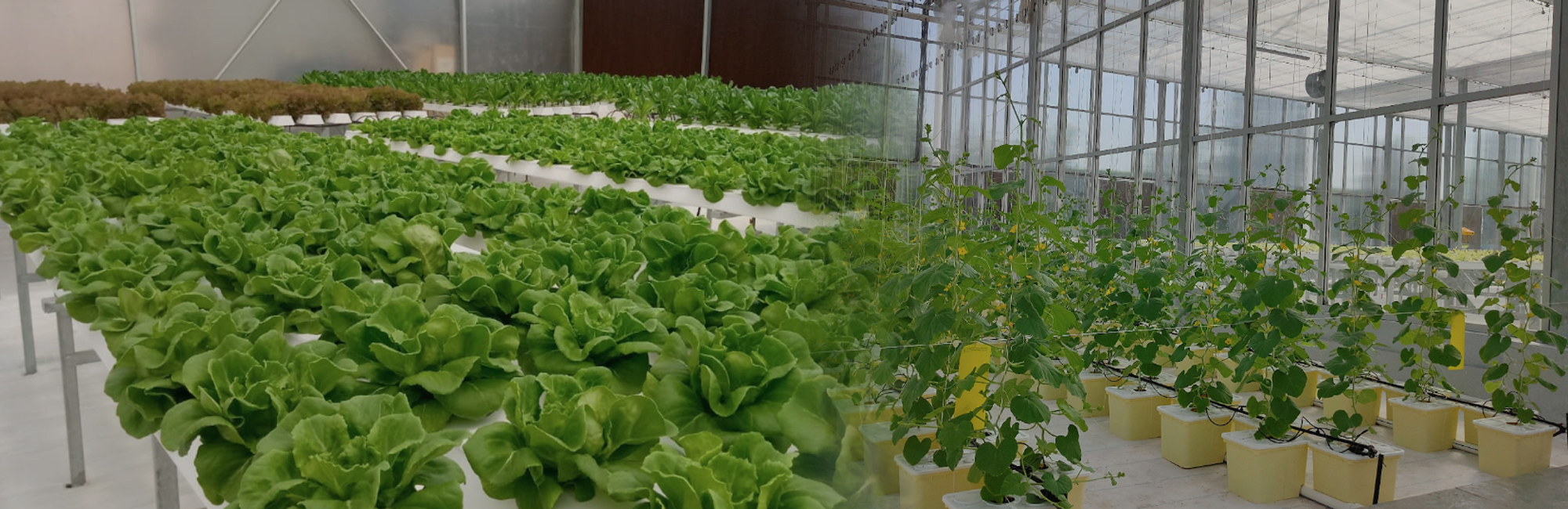 Hydroponics/Aeroponics Research Greenhouse