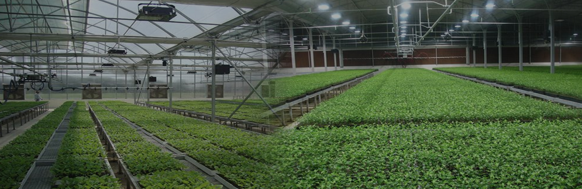 Plug Type Nursery Production